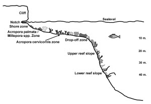 General reef zonation
